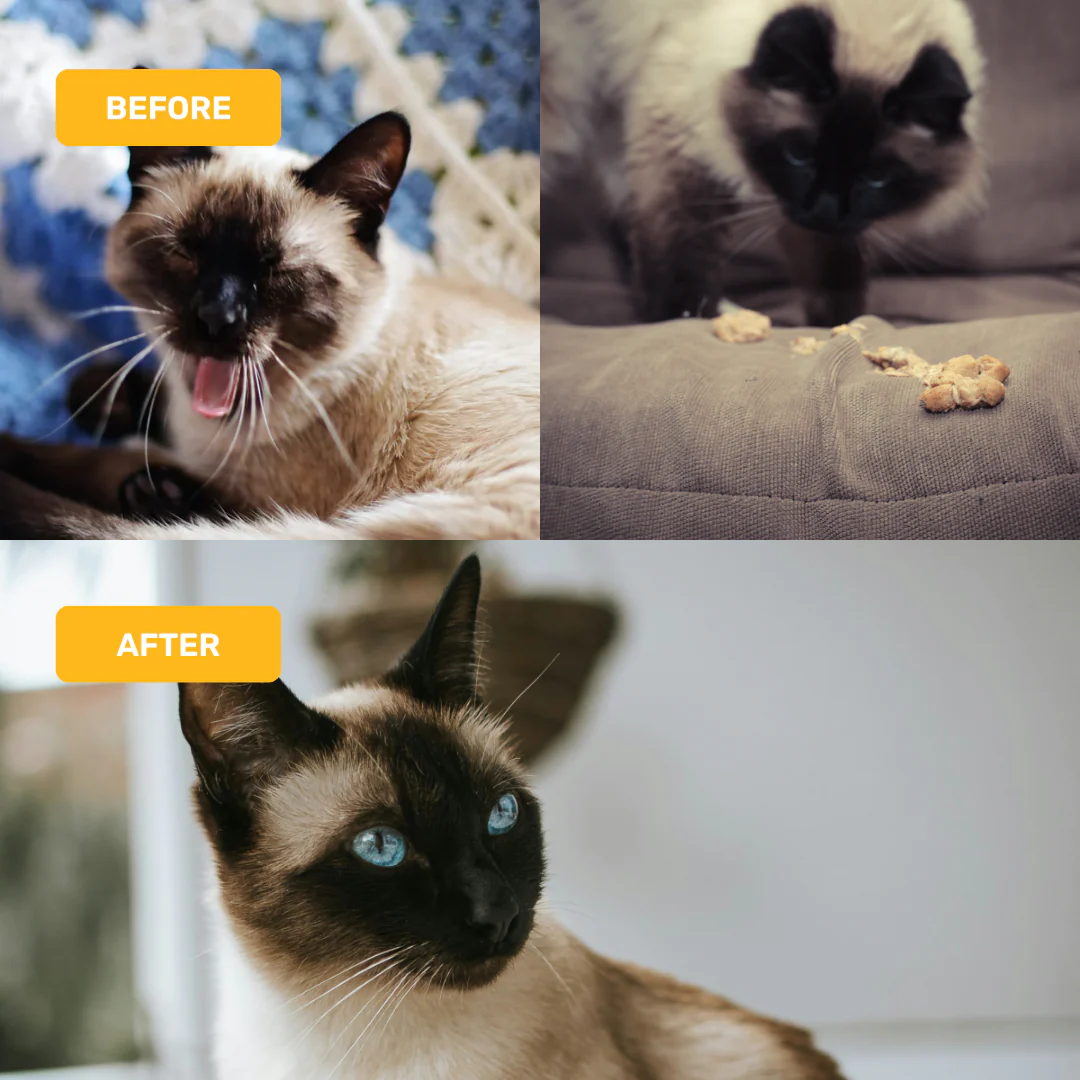 Absolut Pet Hair Ball Relief Creamy Supplement for Cat - Image 5