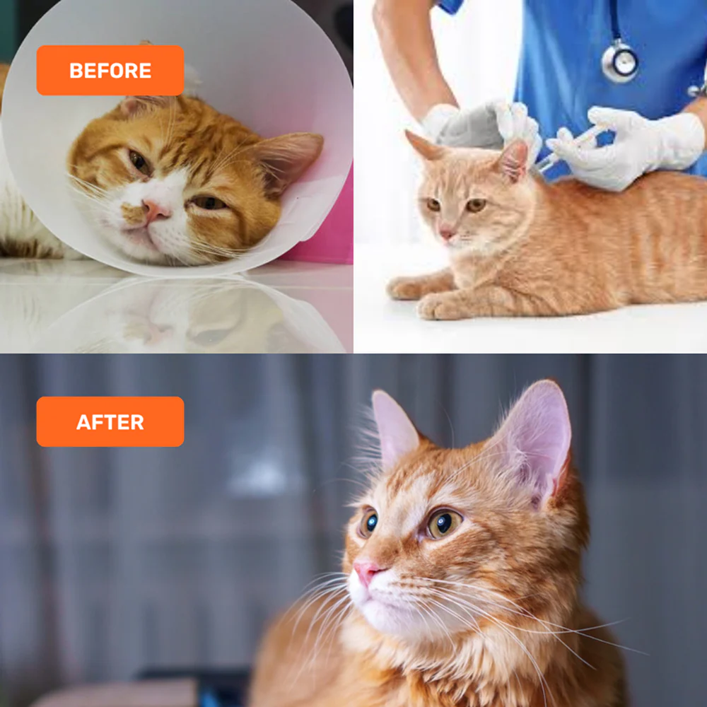 Absolut Pet Immunity Mousse Cat Supplement - Image 6