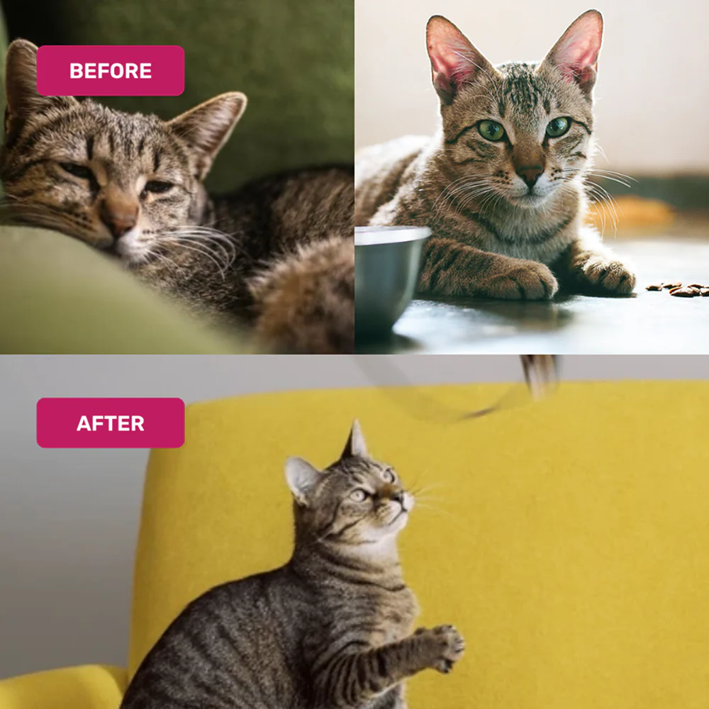 Absolut Pet Multivitamin Mousse Cat Supplement - Image 6