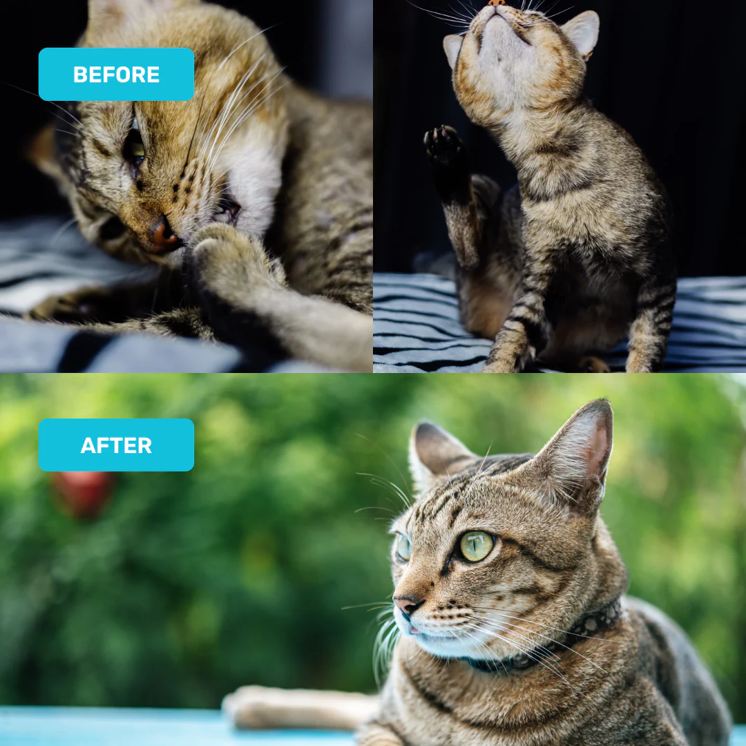 Absolut Pet Probiotics Gut Health Creamy Supplements for Cats - Image 5