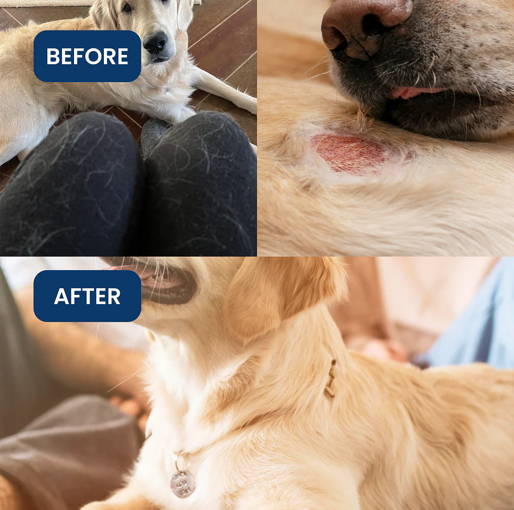 Absolut Pet Probiotics Gut Skin Coat Support Collagen and Biotin Health Dog Supplement - Image 10