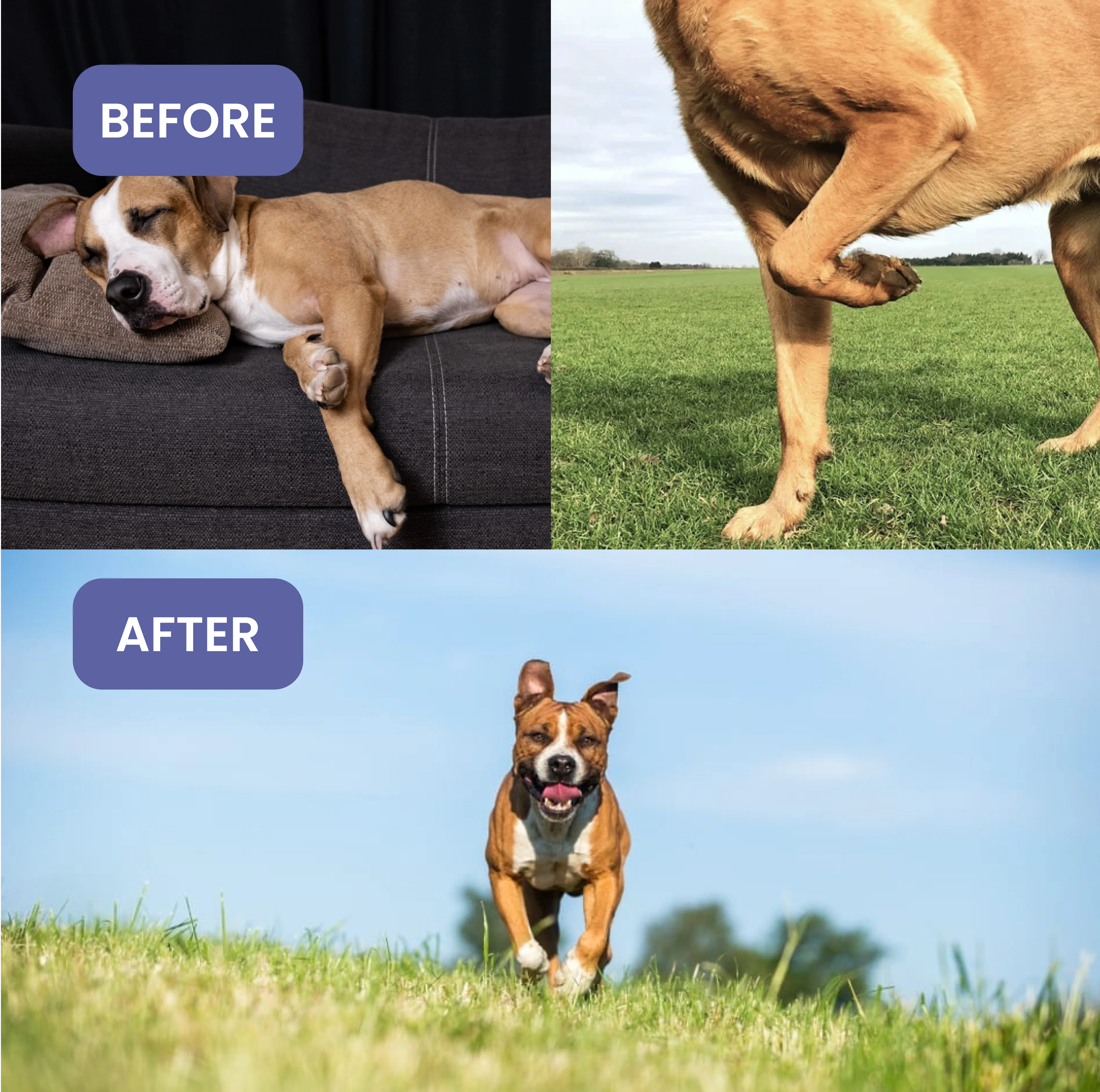 Absolut Pet Probiotics Gut &  Hip and Joint Care Health Dog Supplement Combo - Image 14