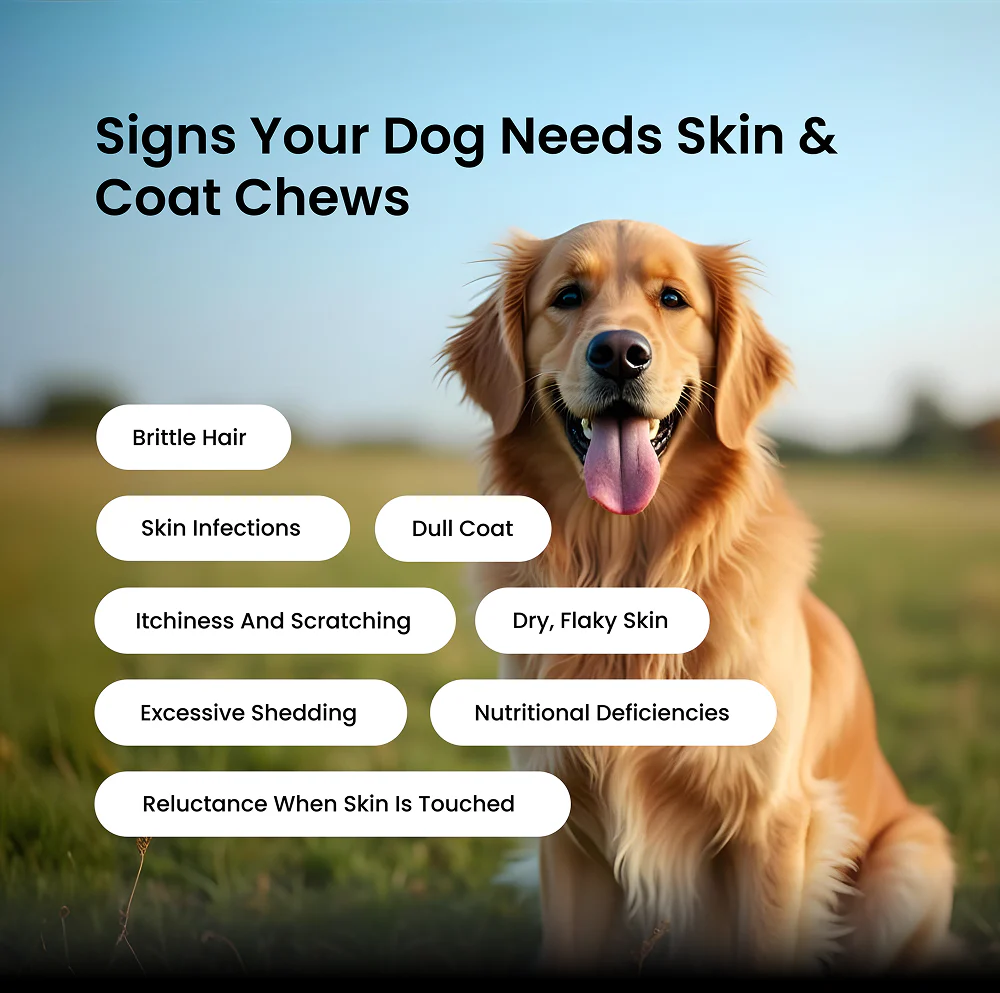 Absolut Pet Probiotics Gut & Hip, Joint Care & Skin & Coat with Collagen Health Dog Supplement Combo - Image 17