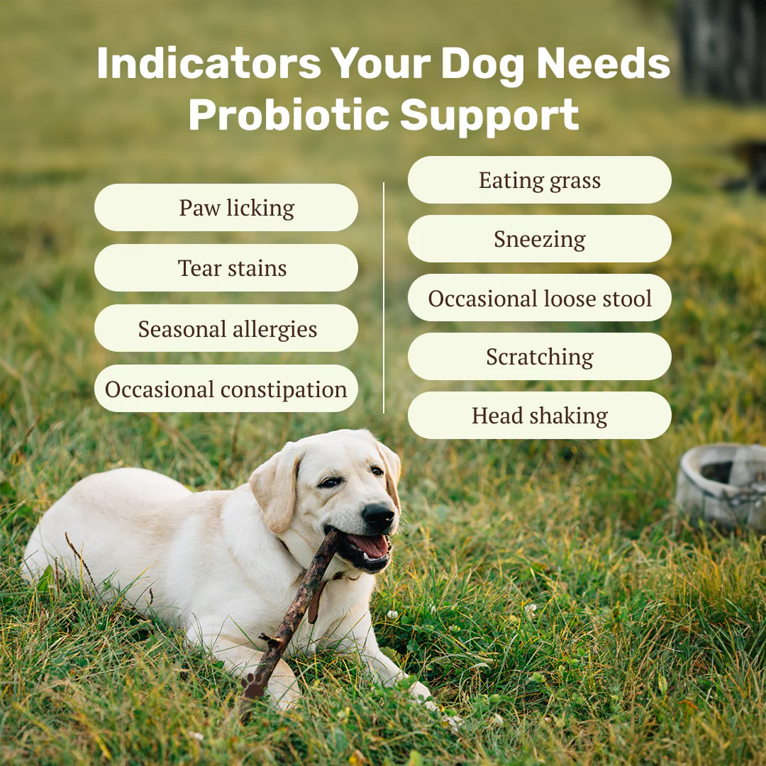 Absolut Pet Probiotics Gut &  Hip and Joint Care Health Dog Supplement Combo - Image 4