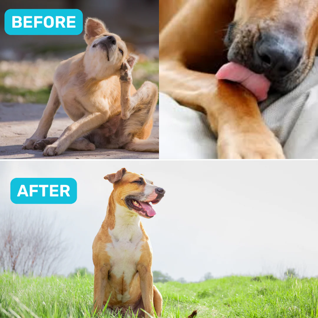 Absolut Pet Probiotics Gut &  Hip and Joint Care Health Dog Supplement Combo - Image 5