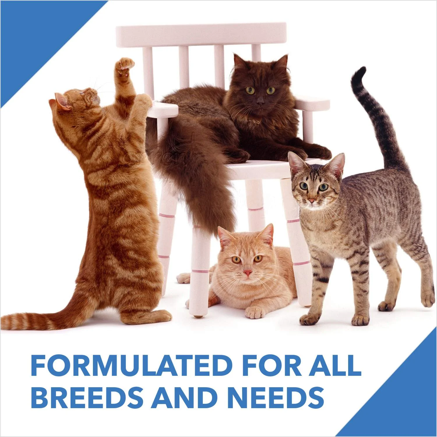 Drools Ocean Fish Adult Cat Dry Food - Image 5