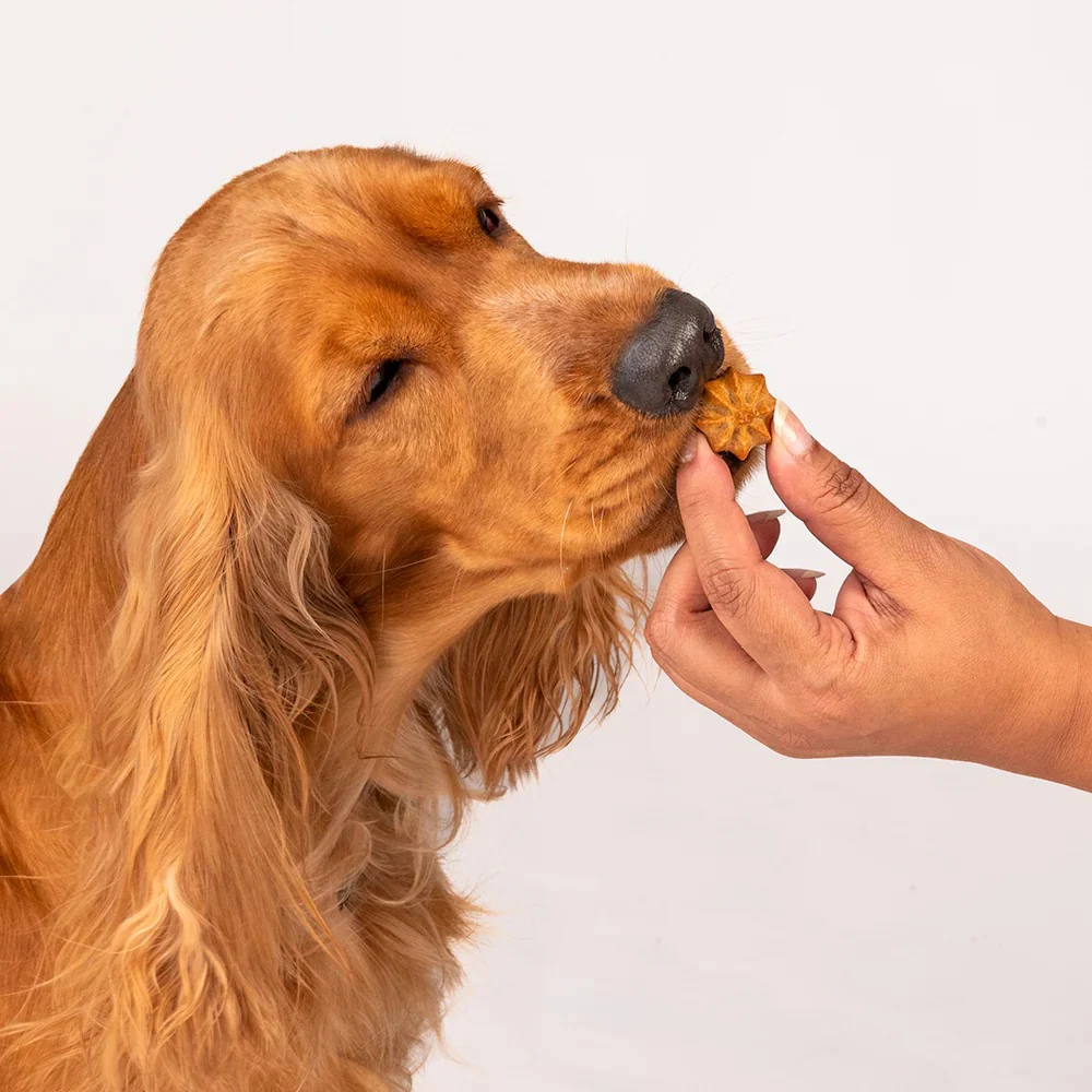 HUFT Gluten Free Goat Milk & Blueberry Cookie Dog Treats - Image 9